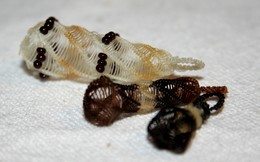 L�sz�r med�lok